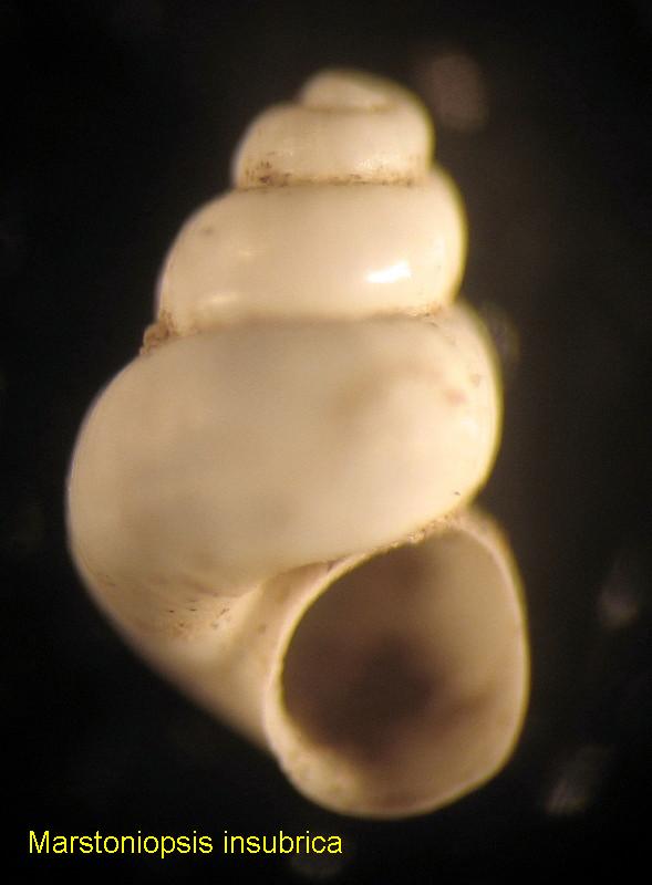 Marstoniopsis insubrica (Küster, 1852)
